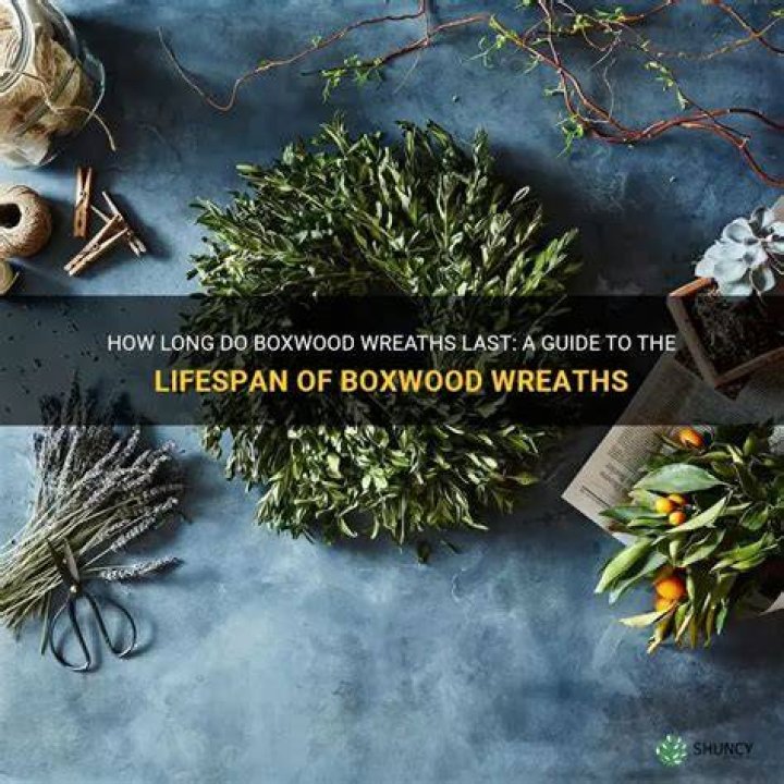 How long do boxwood clippings last?