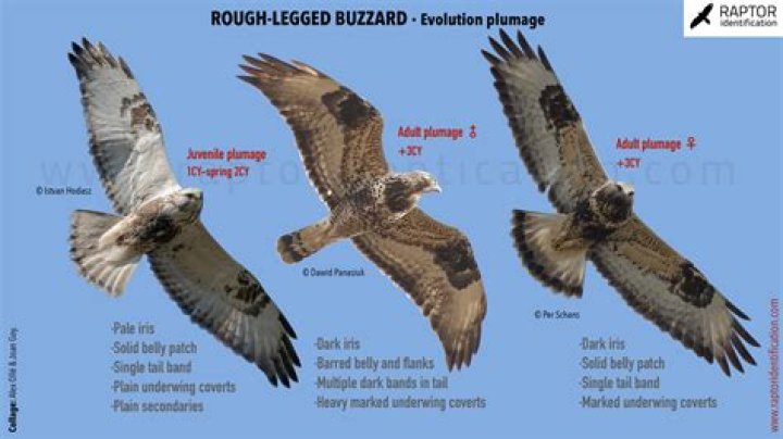 How long do buzzards live in the wild?