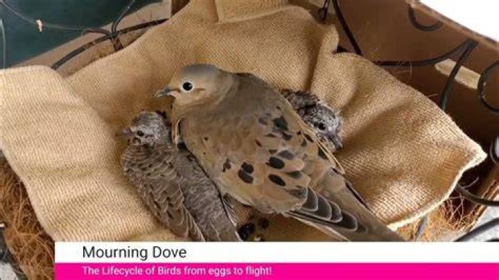 How long do mourning doves sit on their babies?