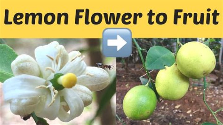 How long do you leave lemons on the tree?