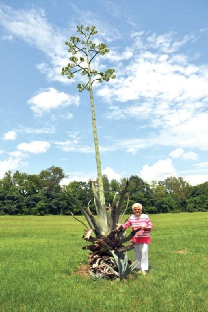 How long does a century plant bloom last?