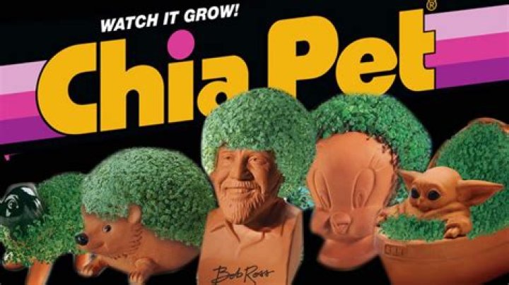 How long does a Chia Pet last?