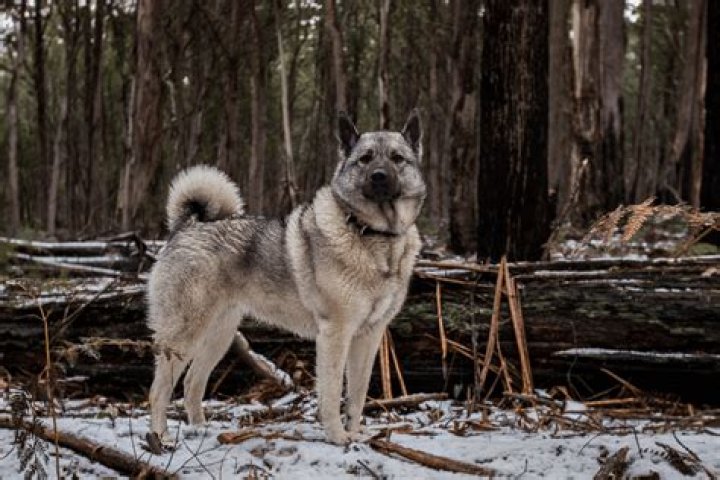 How long does a Norwegian Elkhound live?