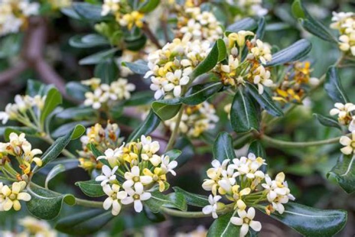 How long does a Pittosporum live?