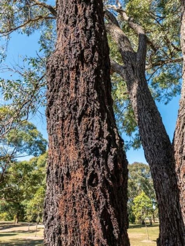 How long does Ironbark take to grow?