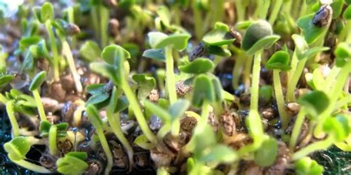 How long does it take a Chia Pet to sprout?