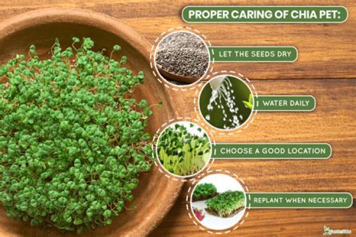 How long does it take for a Chia Pet to sprout?