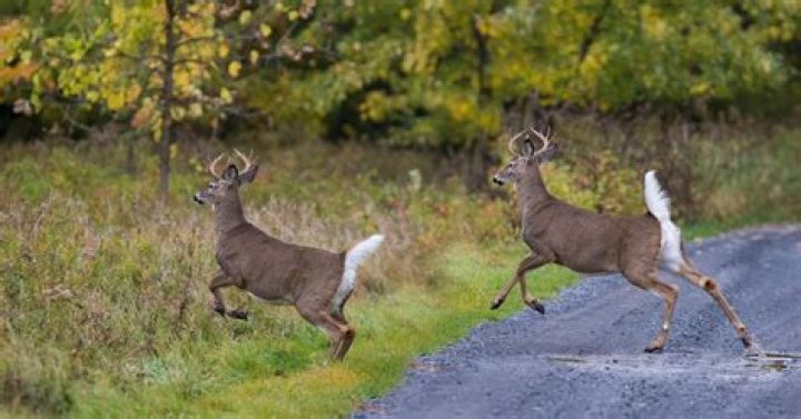 How long does it take for a spooked deer to come back?