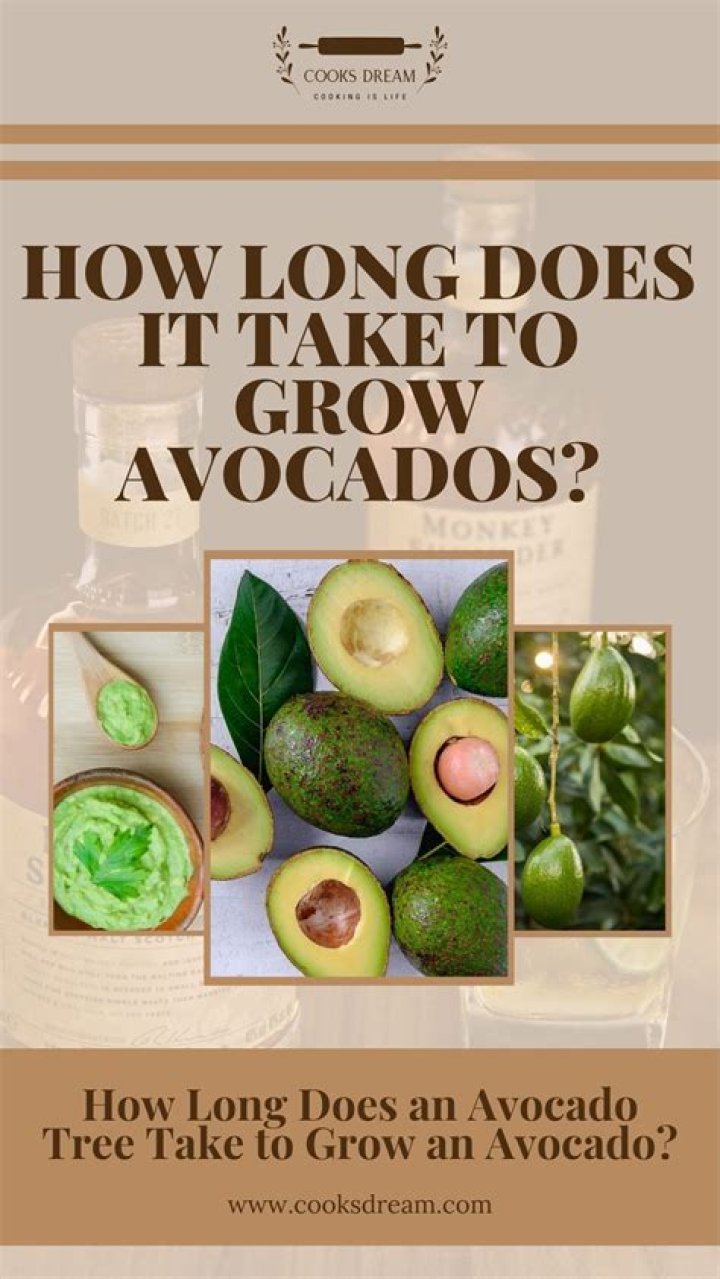 How long does it take for an avocado tree to bear fruit?