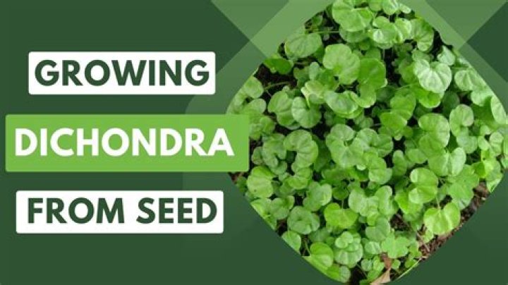 How long does it take for Dichondra to grow?