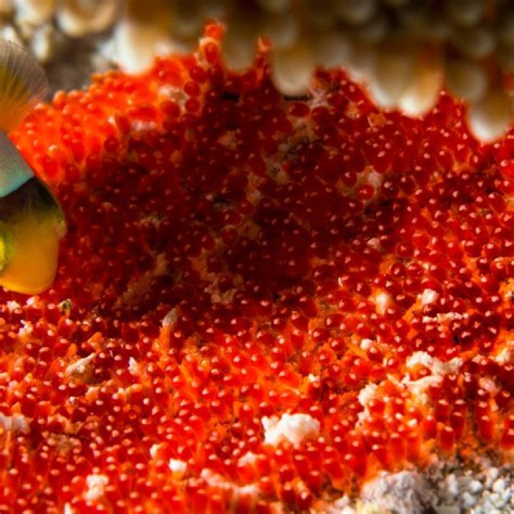 How long does it take for fish eggs to hatch in a tank?