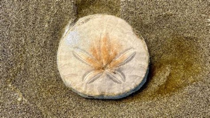How long does it take for sand dollars to turn white?