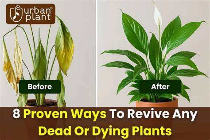 How long does it take to revive a dying plant?