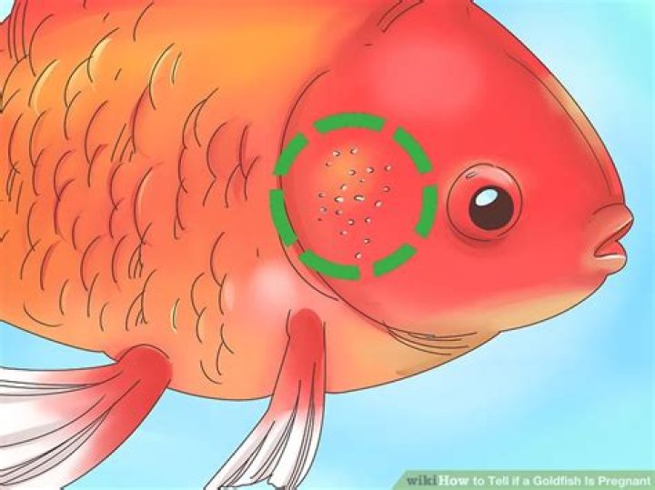 How long is a goldfish pregnant?