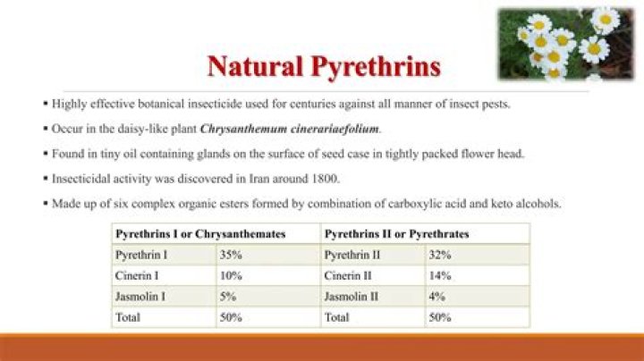 How long is pyrethrin effective?