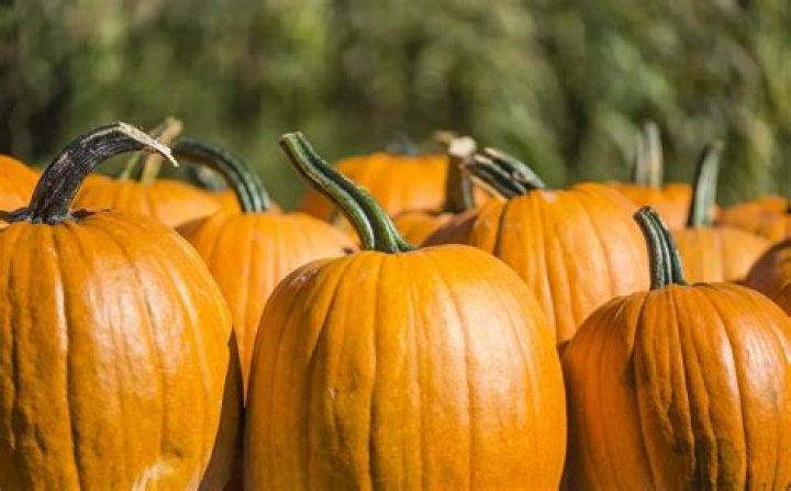 How long will a pumpkin last Uncarved?