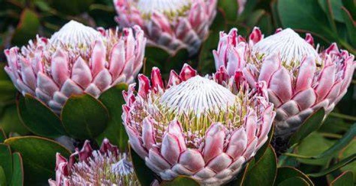 How long will Proteas last in a vase?