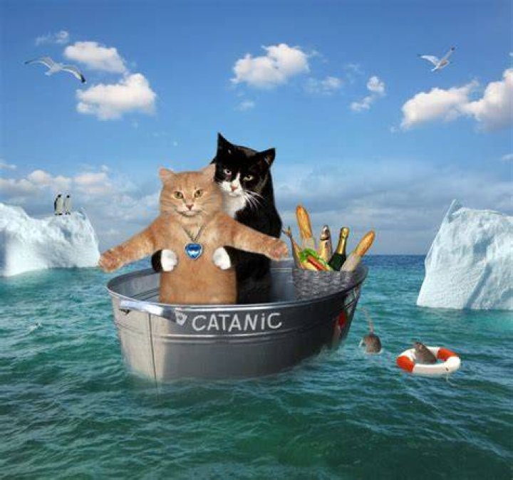 How many cats were on the Titanic?