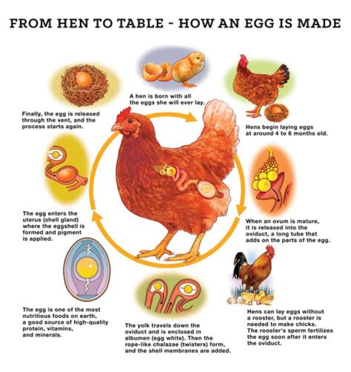 How many eggs are in an IHOP omelette?