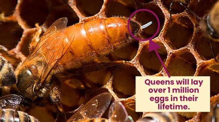 How many eggs does the egg pod hold?