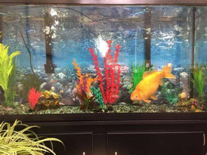 How many goldfish can I put in a 400 gallon pond?
