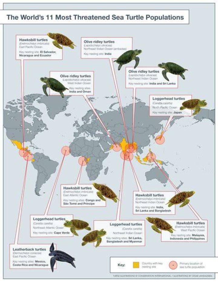 How many green turtles are left in the world 2021?