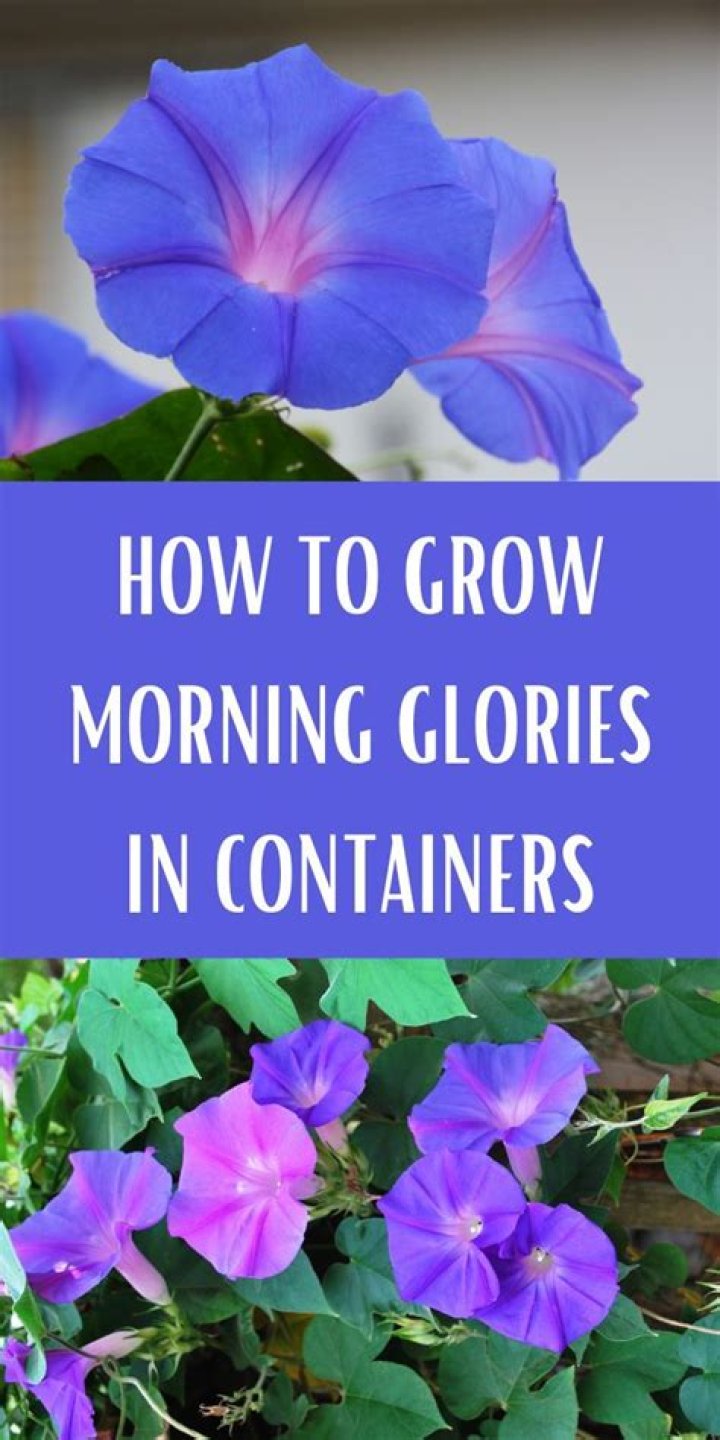 How many hours of sun do morning glories need?