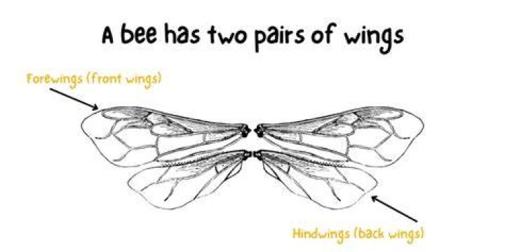 How many wings do I need for 10 adults?