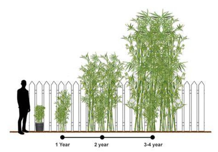 How many years does it take for bamboo to grow?