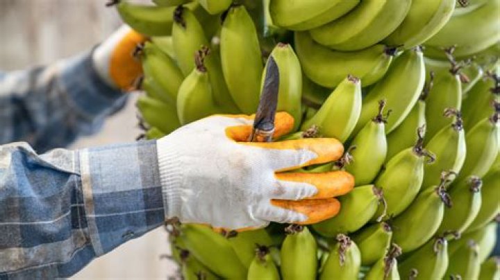 How much are Aldi’s bananas?