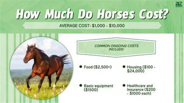 How much does a big jack cost?