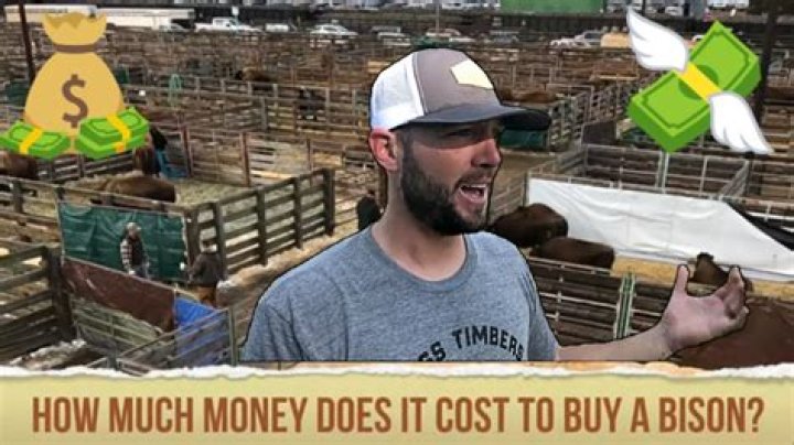 How much does a bison cost 2020?
