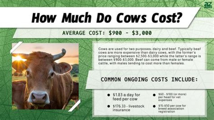 How much does a creamy chill cost?