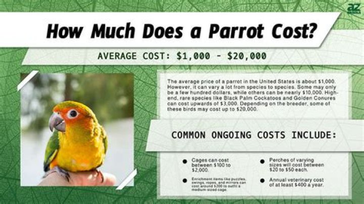 How much does it cost to own a sweet frog?