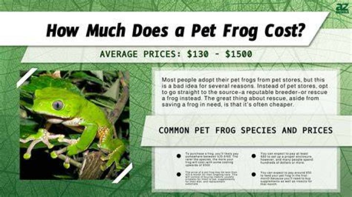 How much does Sweet Frog usually cost?