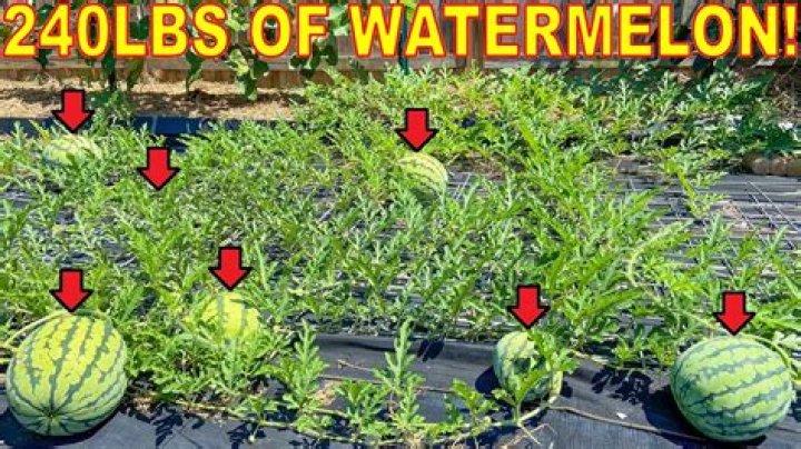 How much does watermelon cost?