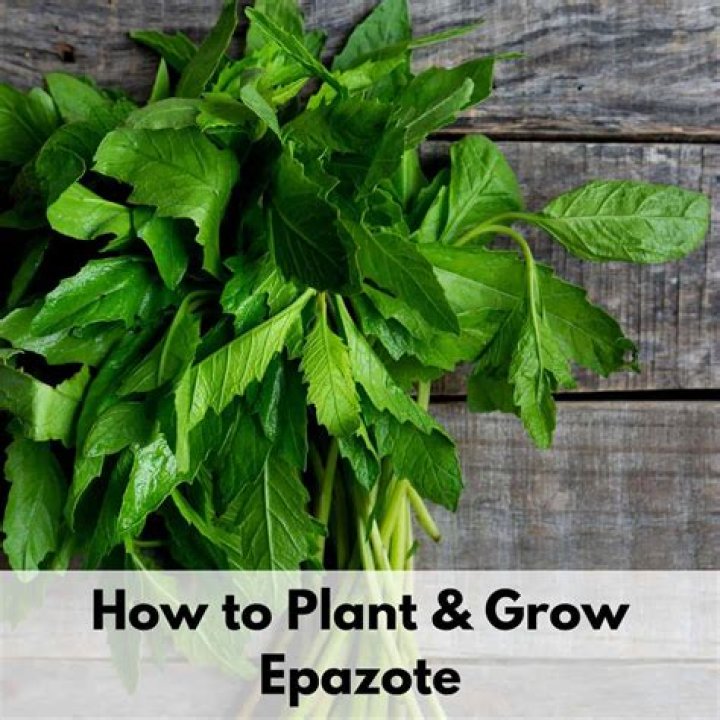 How much epazote is poisonous?