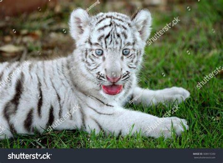 How much is a white tiger?