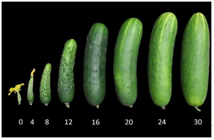 How much is the average cucumber?