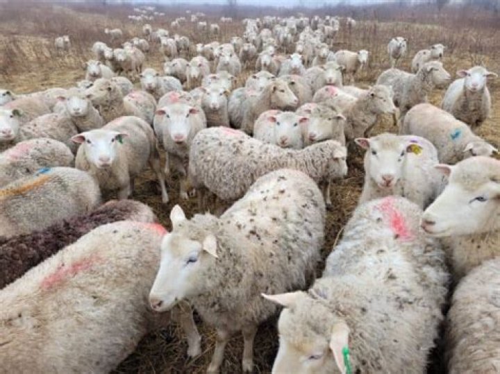 How much money do sheep farmers make?