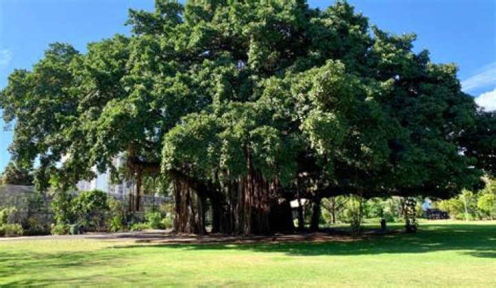 How much oxygen does a banyan tree give?