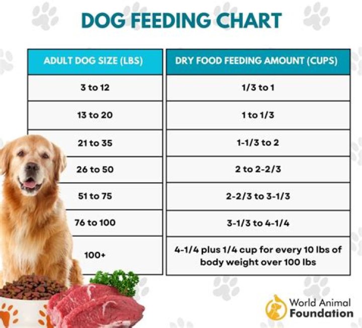 How much should a dog collar weigh?