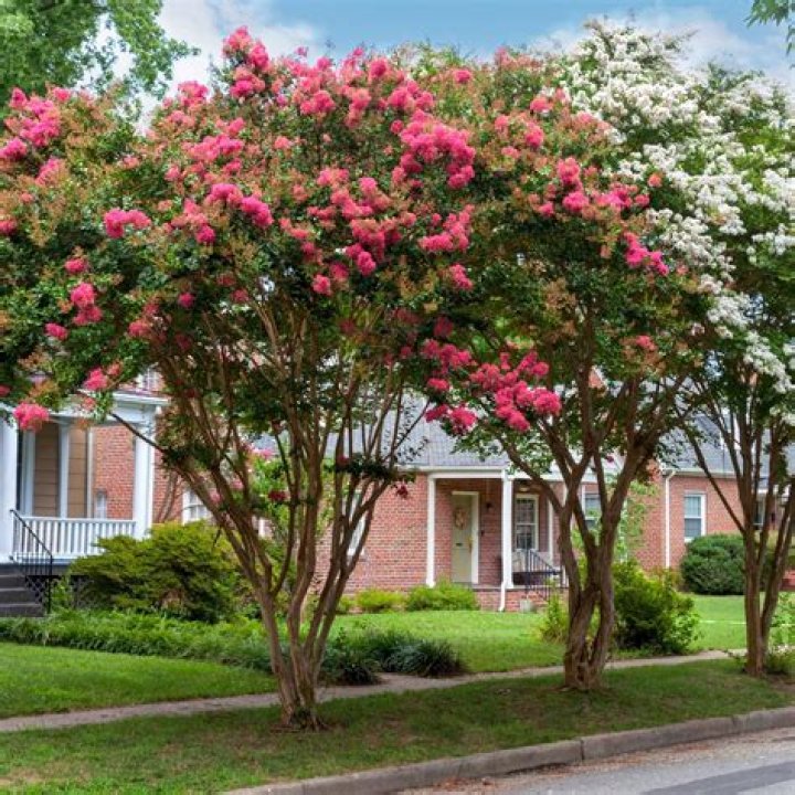 How much water do wax myrtles need?