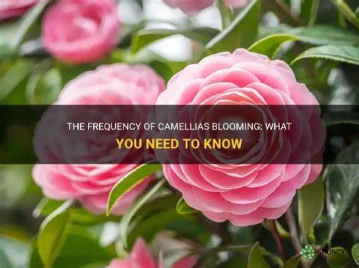 How often do camellias bloom?