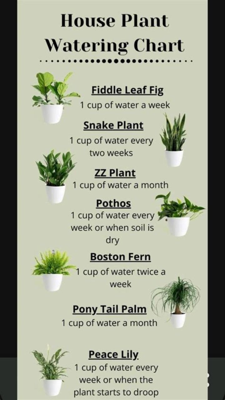How often should I water Lilly Pilly?