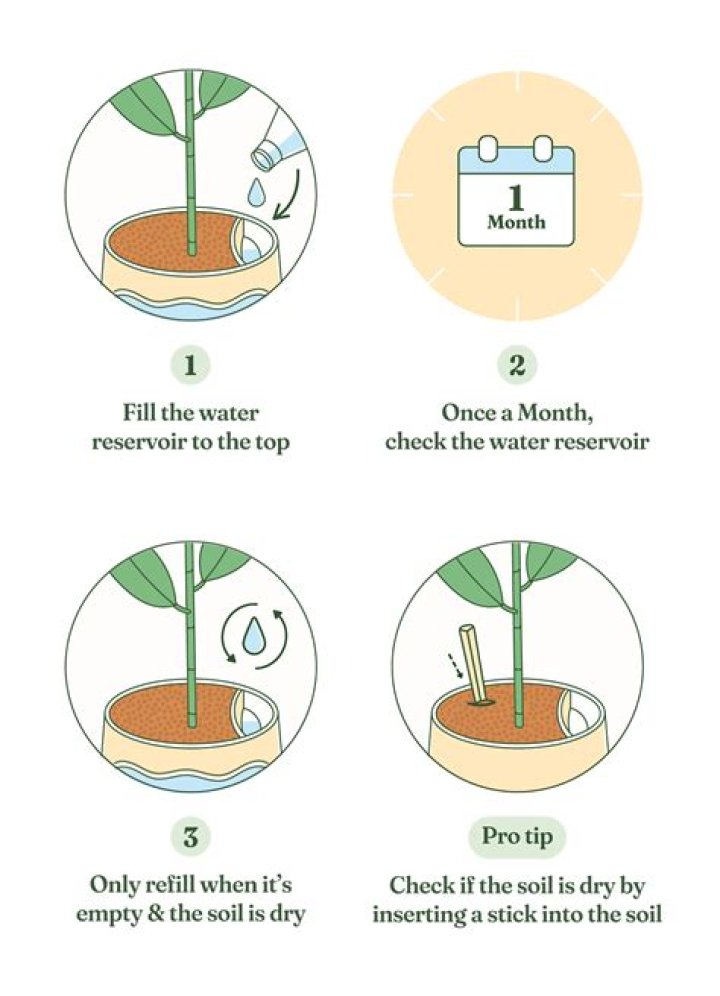How often should I water my majesty palm?