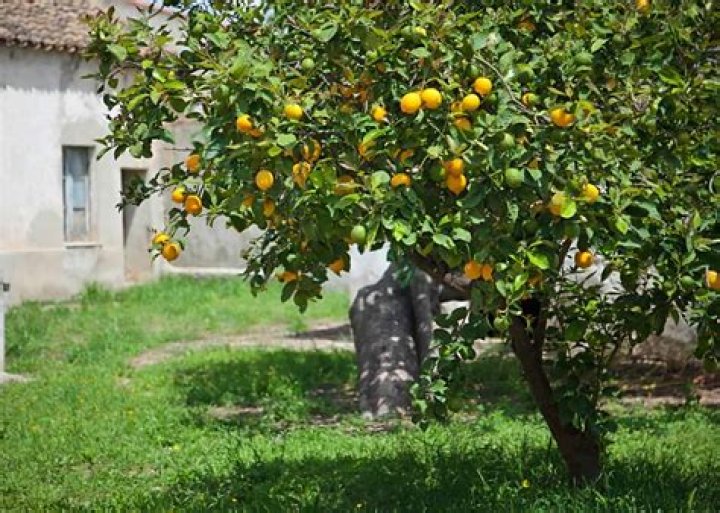 How often should lemon trees be watered?