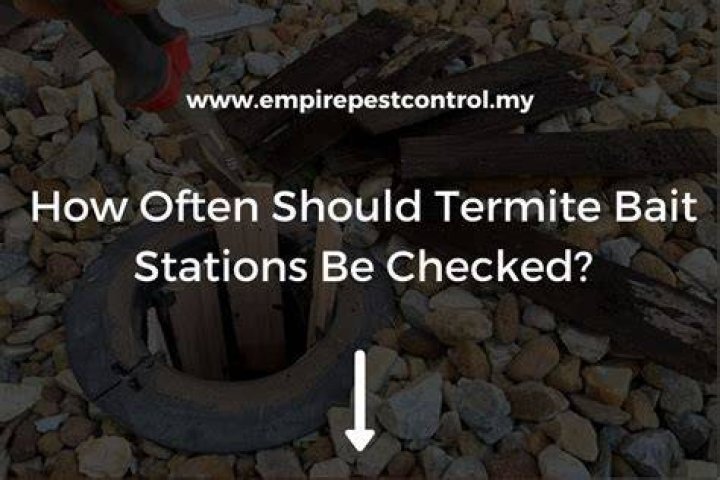 How often should termite bait stations be checked?