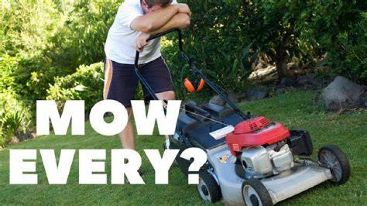 How often should you mow with a reel mower?
