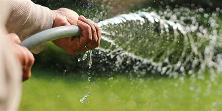 How often should you water centipede grass?